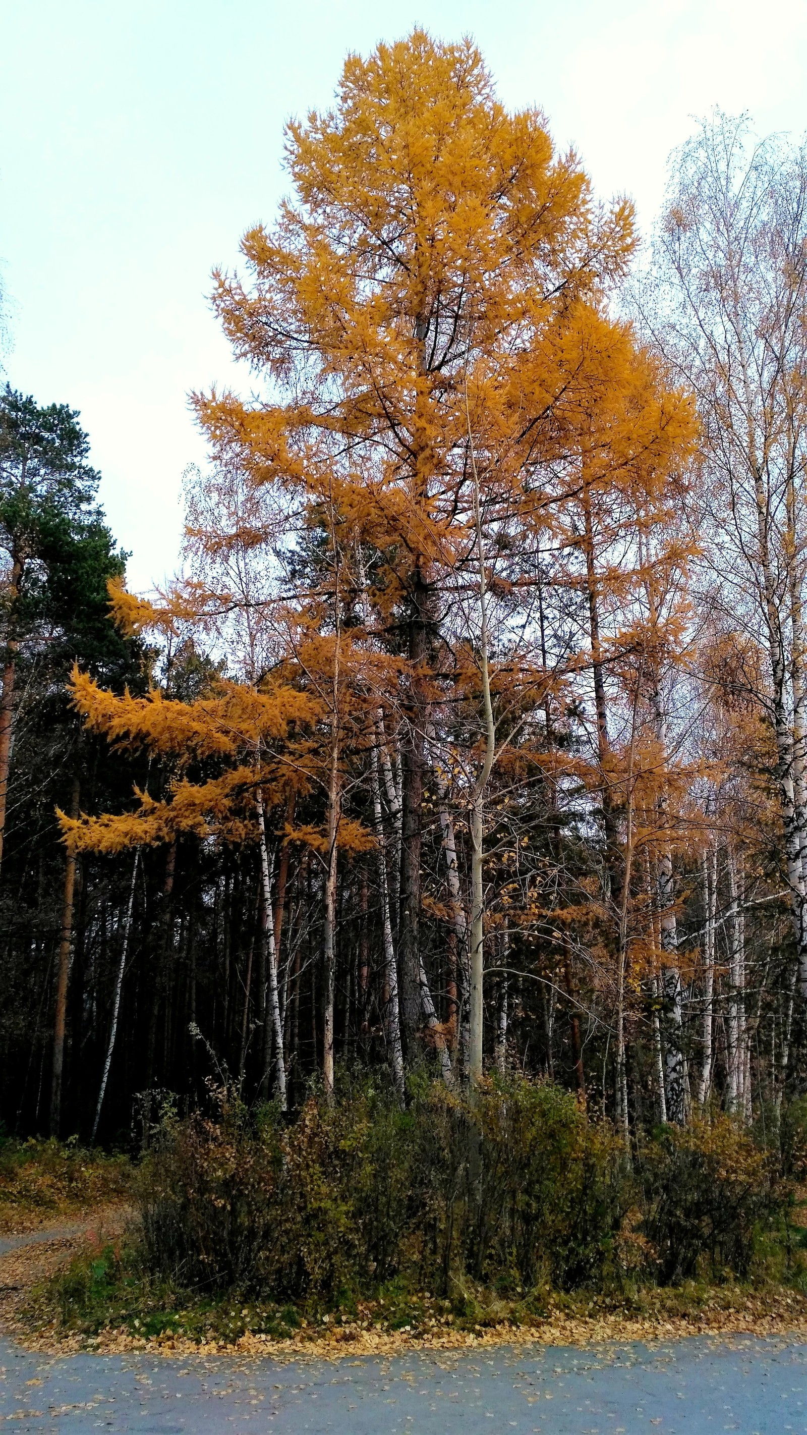 Mid autumn. - My, Yekaterinburg, , Walk, Mayakovsky Park, Autumn, The photo, Longpost