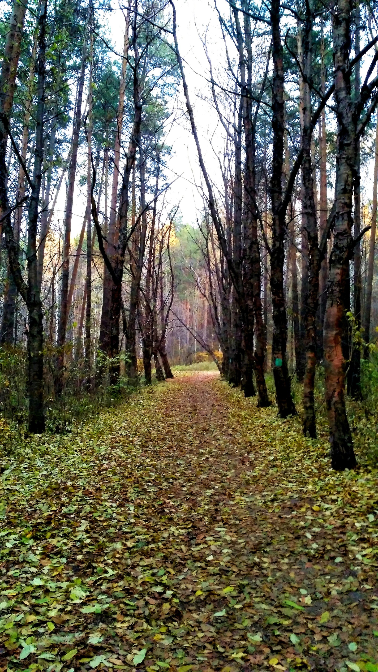 Mid autumn. - My, Yekaterinburg, , Walk, Mayakovsky Park, Autumn, The photo, Longpost