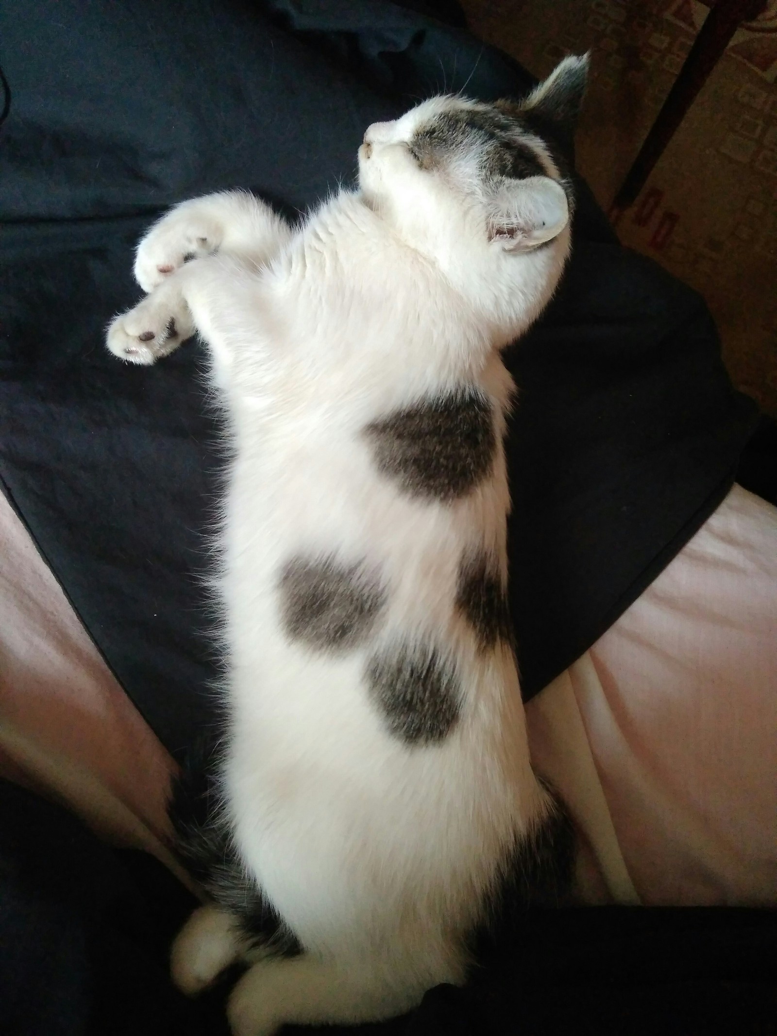 The cat is looking for a home (Peter) - My, In good hands, Saint Petersburg, Help, , Longpost