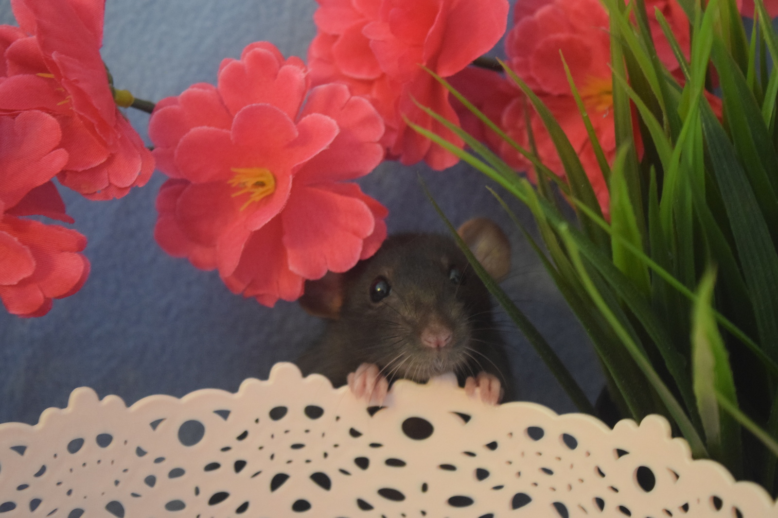 I continue to introduce you to my pets - My, Decorative rats, , Milota, Fluffy, Animals, , Longpost