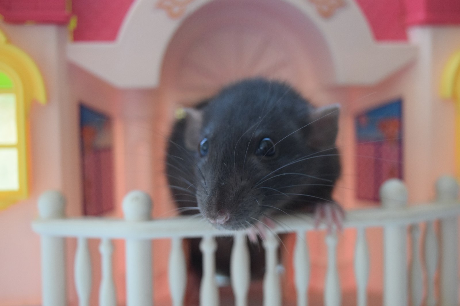 I continue to introduce you to my pets - My, Decorative rats, , Milota, Fluffy, Animals, , Longpost