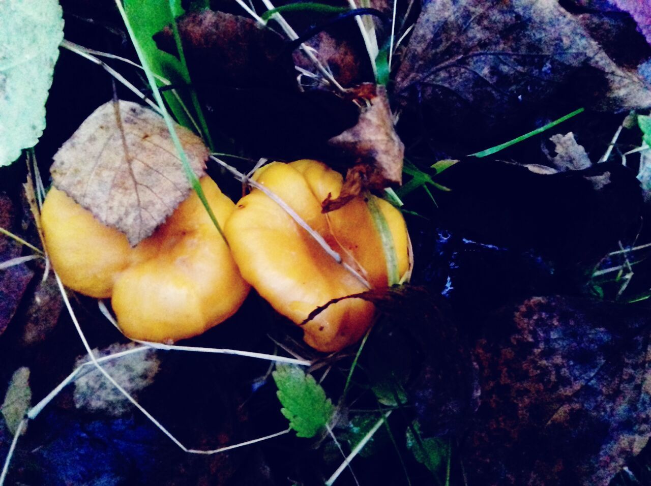 Mushrooms! - My, Mushrooms, Forest, Troitsk, Dog, Longpost