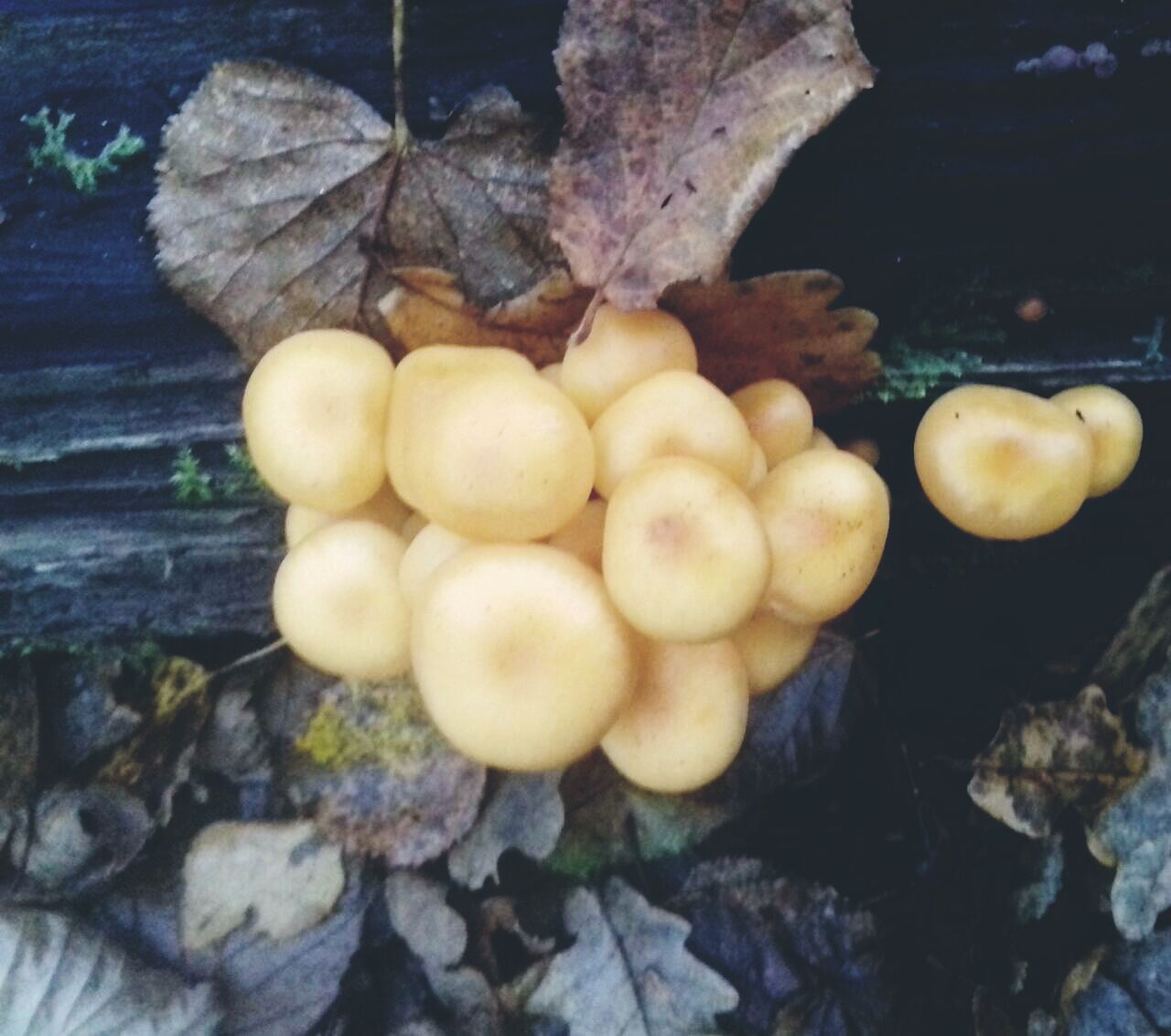 Mushrooms! - My, Mushrooms, Forest, Troitsk, Dog, Longpost