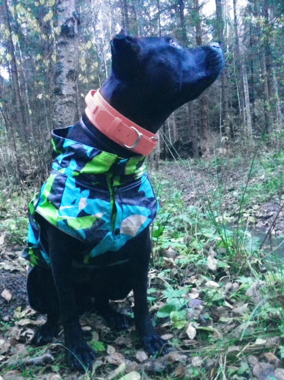 Mushrooms! - My, Mushrooms, Forest, Troitsk, Dog, Longpost