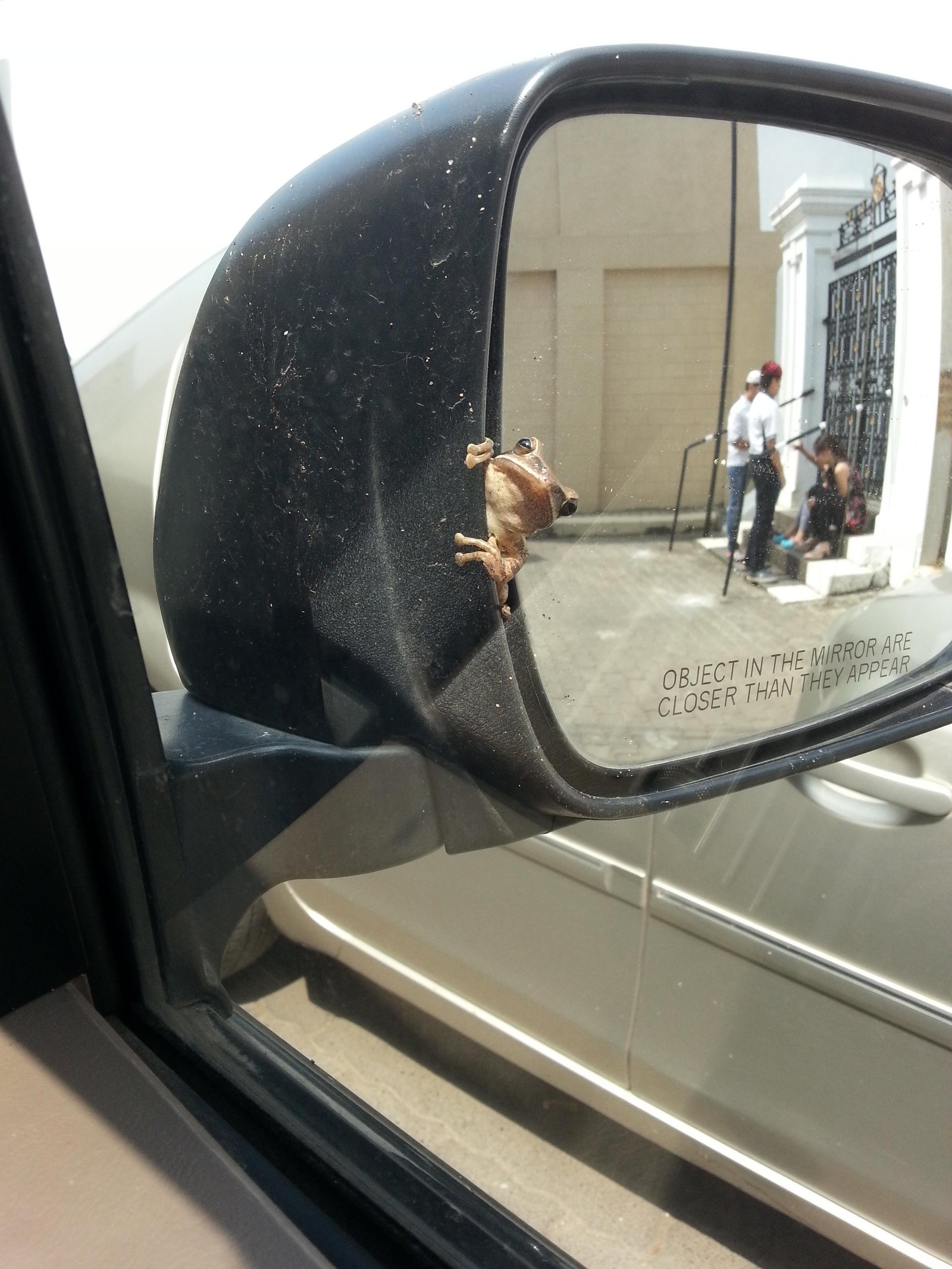 When I got into the car, this guy got out to say hello - The photo, Auto, Mirror, Frogs