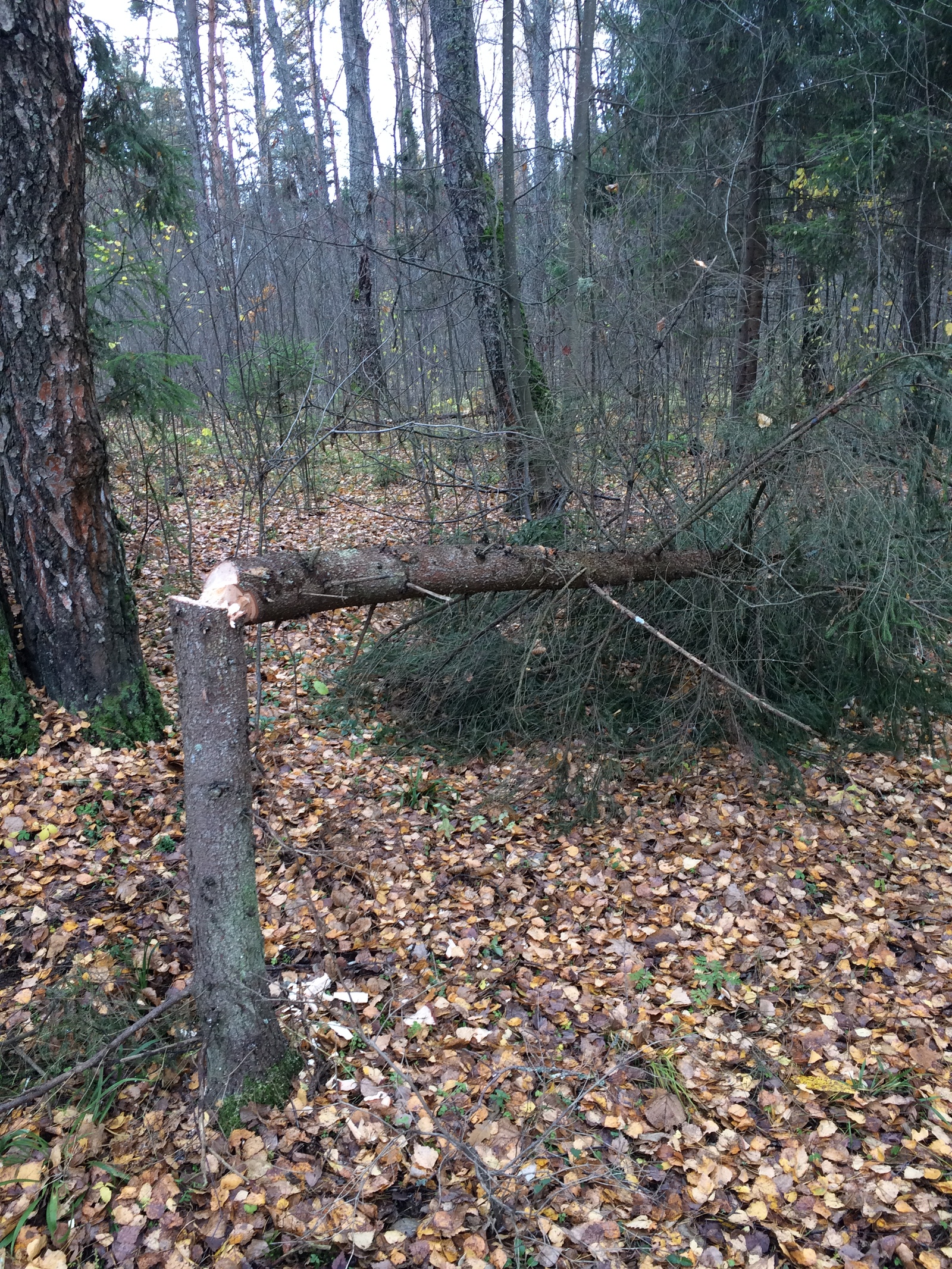 Pure forest. - My, Forest, Chistoman, Saturday clean-up, Garbage, Nature, Подмосковье, Clean forest, Longpost