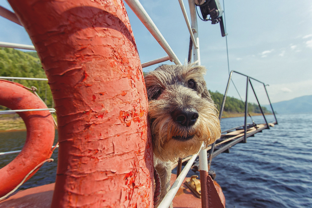 The Zeya Sea in the lens: the dog-talisman Samson, red shores and pike ear - My, Primdiscovery, , Reserves and sanctuaries, The nature of Russia, Longpost