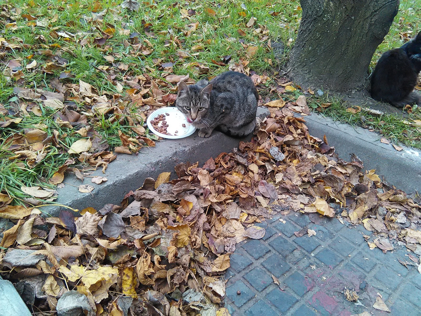 Two cats are looking for a home. St. Petersburg. - Help, In good hands, cat, Saint Petersburg, Longpost, Helping animals