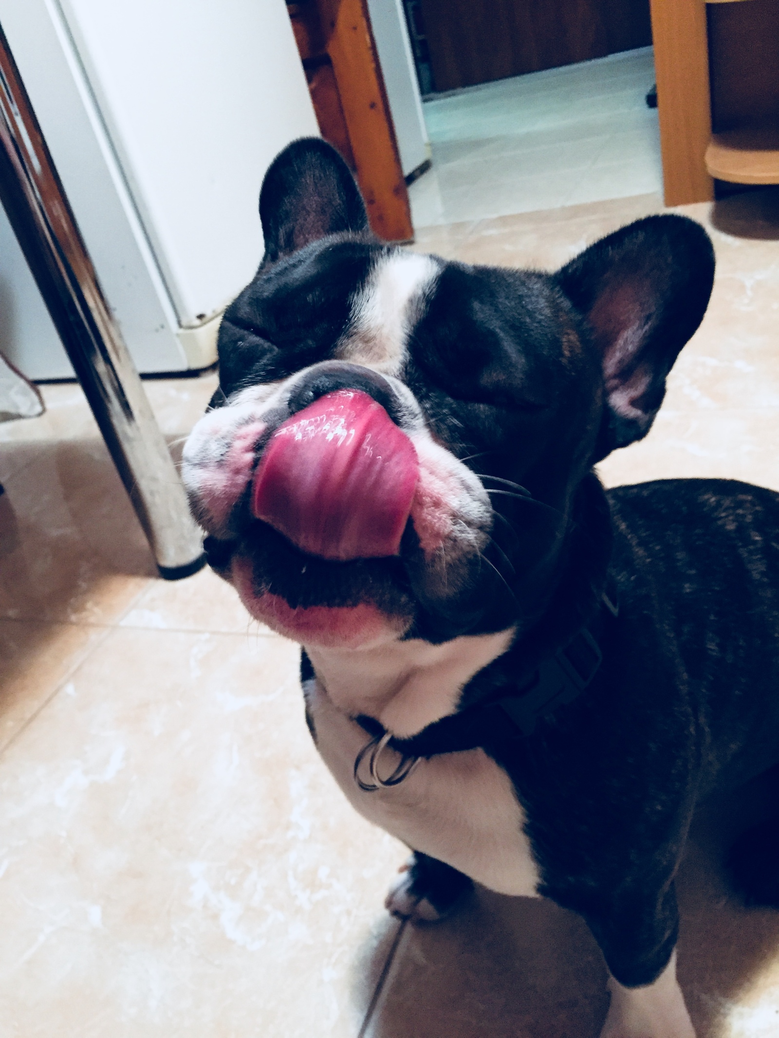 Jackson beggar :) first post! - My, French Bulldog, Beggars, Longpost