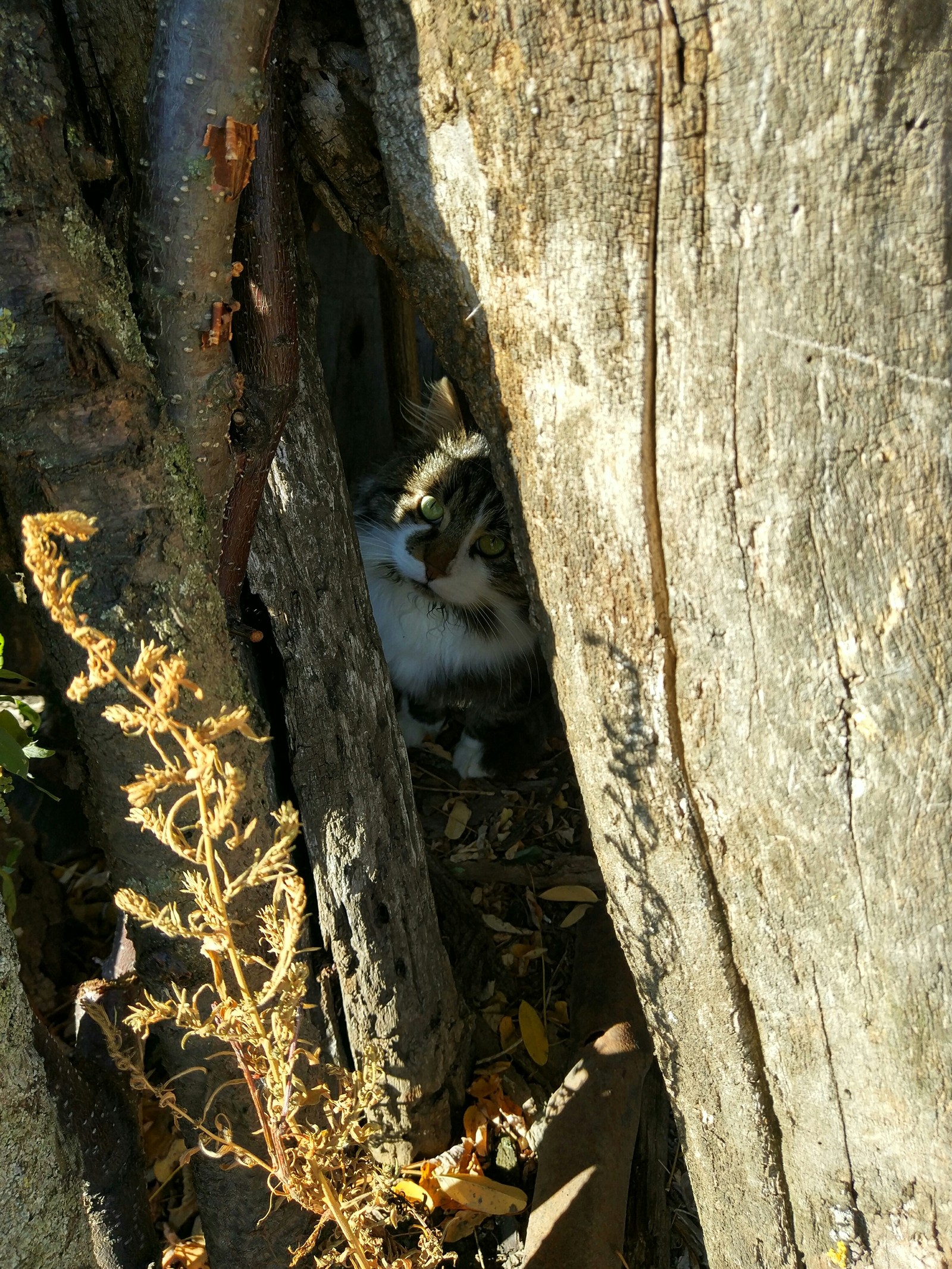 Котярчик ,который выжил - Моё, Кот, Бабушка, Подарки, Старость, Любовь, Длиннопост