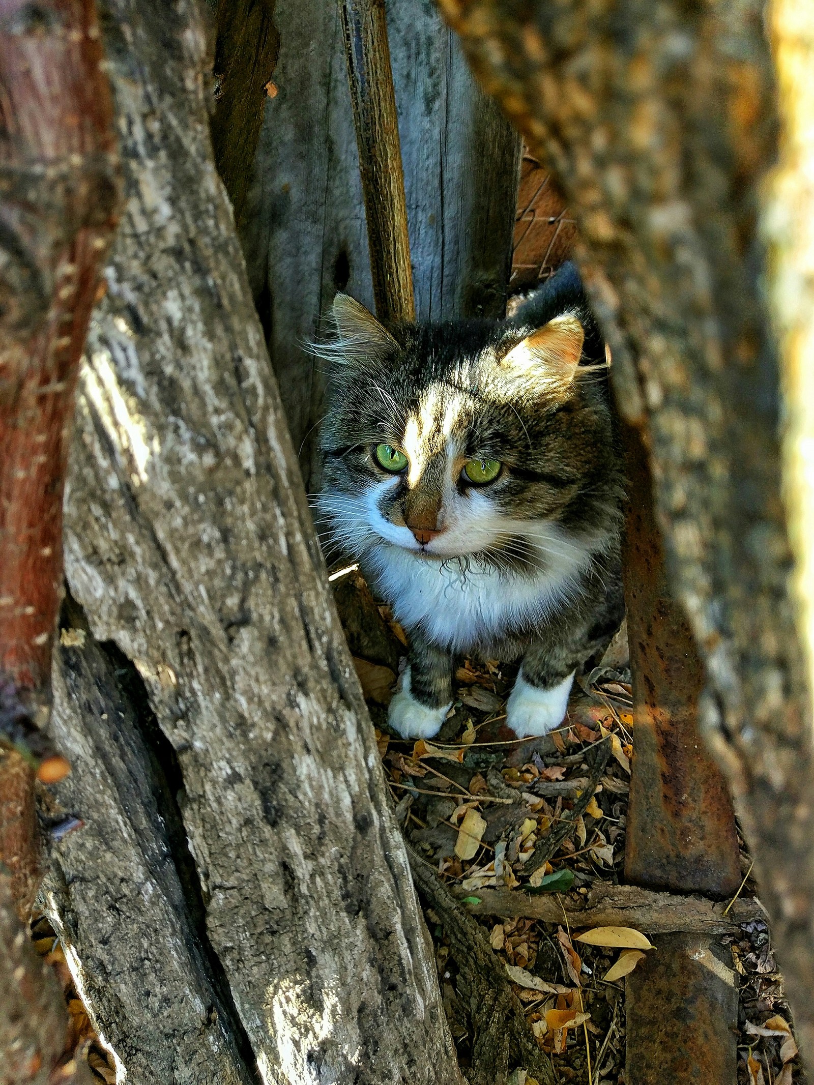 Котярчик ,который выжил - Моё, Кот, Бабушка, Подарки, Старость, Любовь, Длиннопост