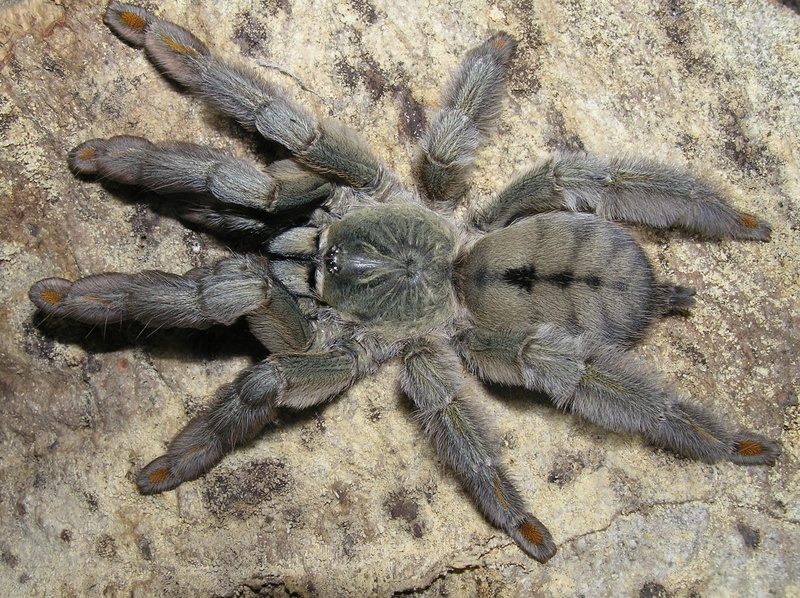 Tarantula spider Psalmopoeus cambridgei (Trinidad chevron) - Bird spiders, Terrariumistics, Exotic animals, Arachnophobia, Longpost