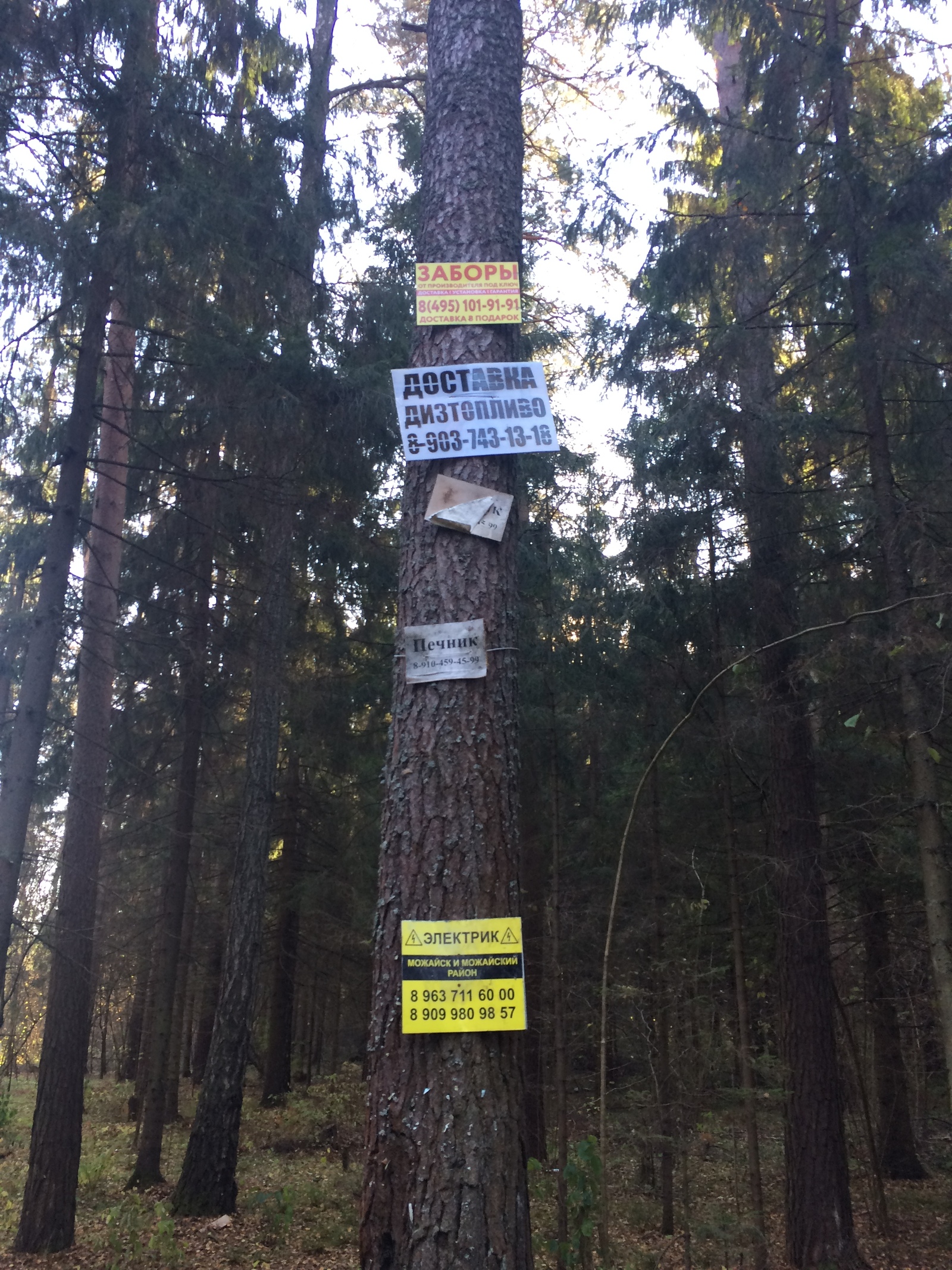 The fight against spam has begun - My, Spam, Advertising, Forest, Tree, Chistoman, Longpost