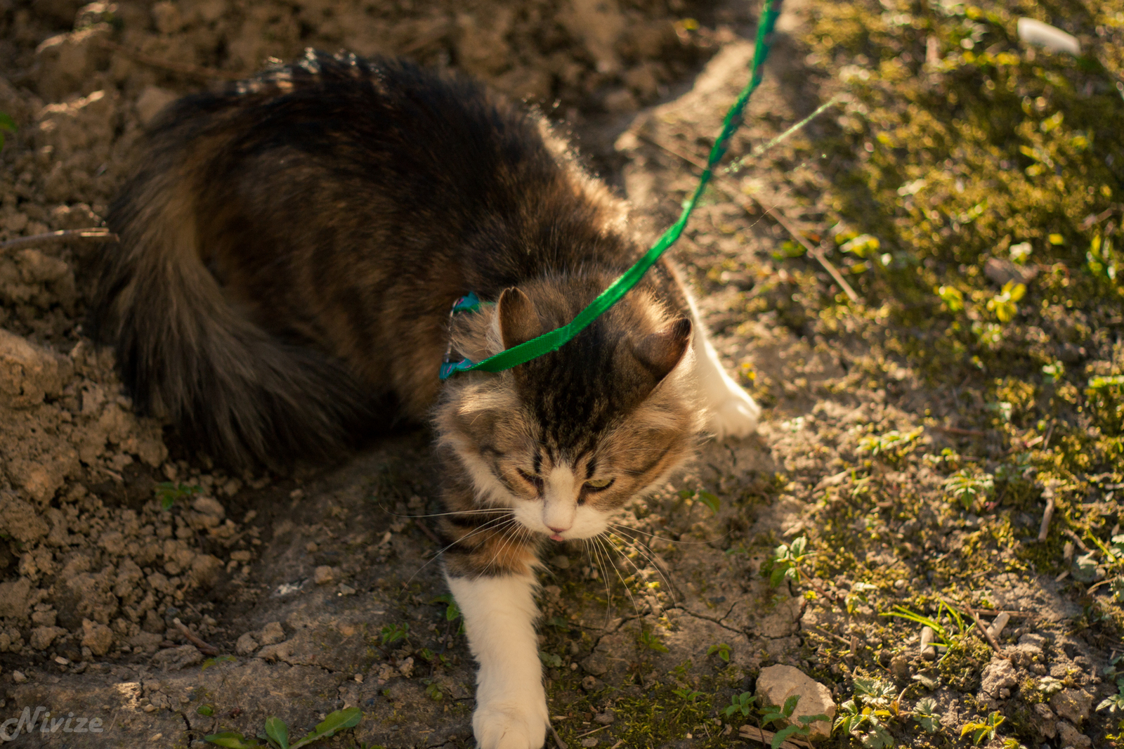 Котей на прогулке - Моё, Фотография, Кот, Прогулка, Отдых на природе, Длиннопост