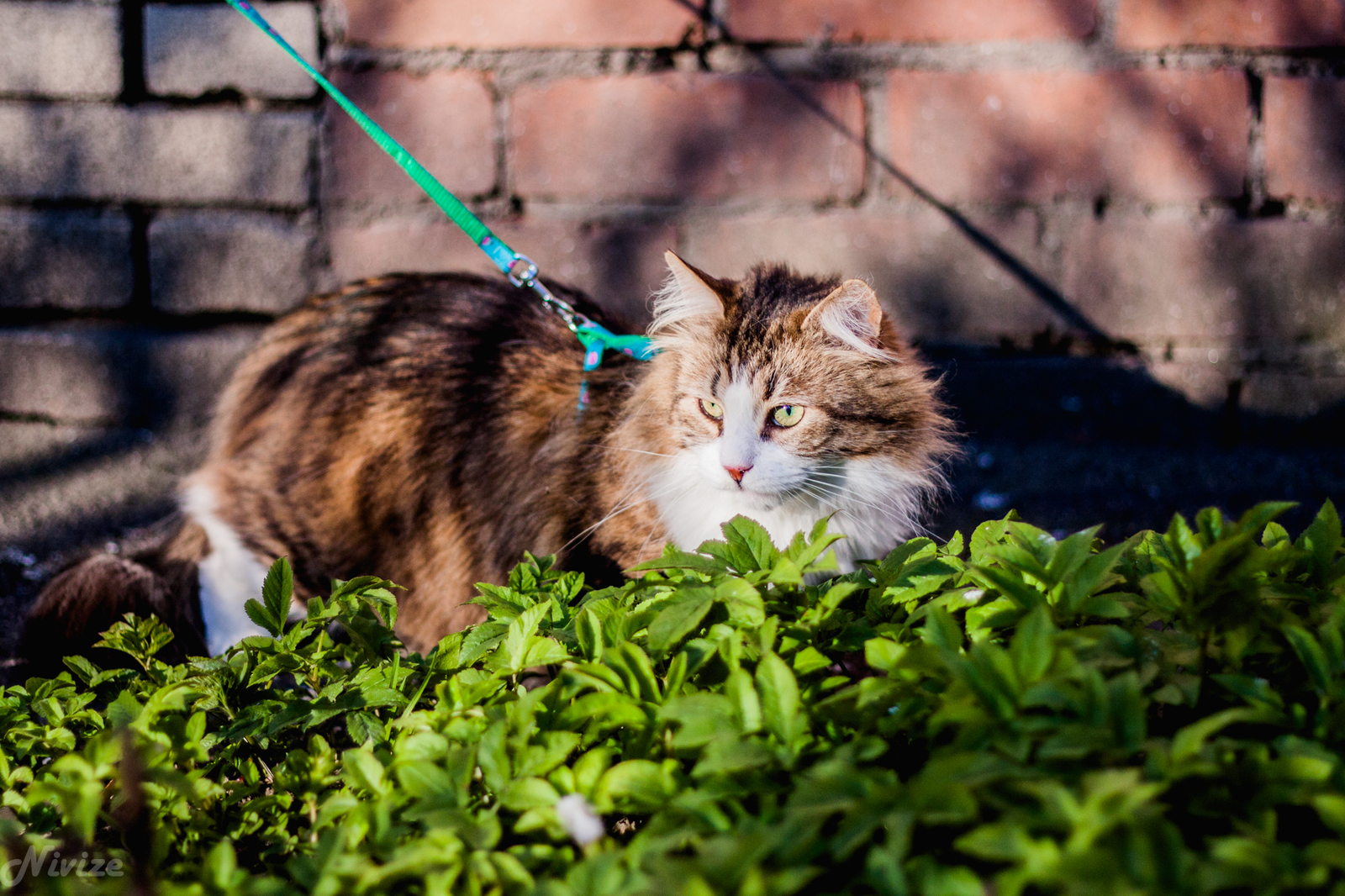 Котей на прогулке - Моё, Фотография, Кот, Прогулка, Отдых на природе, Длиннопост