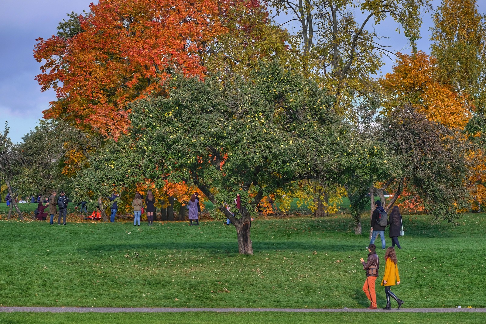 Orange mood - My, Autumn, Autumn mood, Mood, The photo, Tsaritsyno, Apple tree