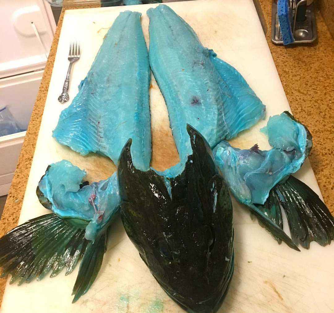 blue meat - A fish, Meat, Blue