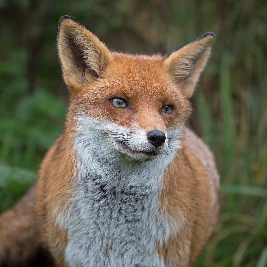 Fat fox :P - Fox, Animals, The photo, Language