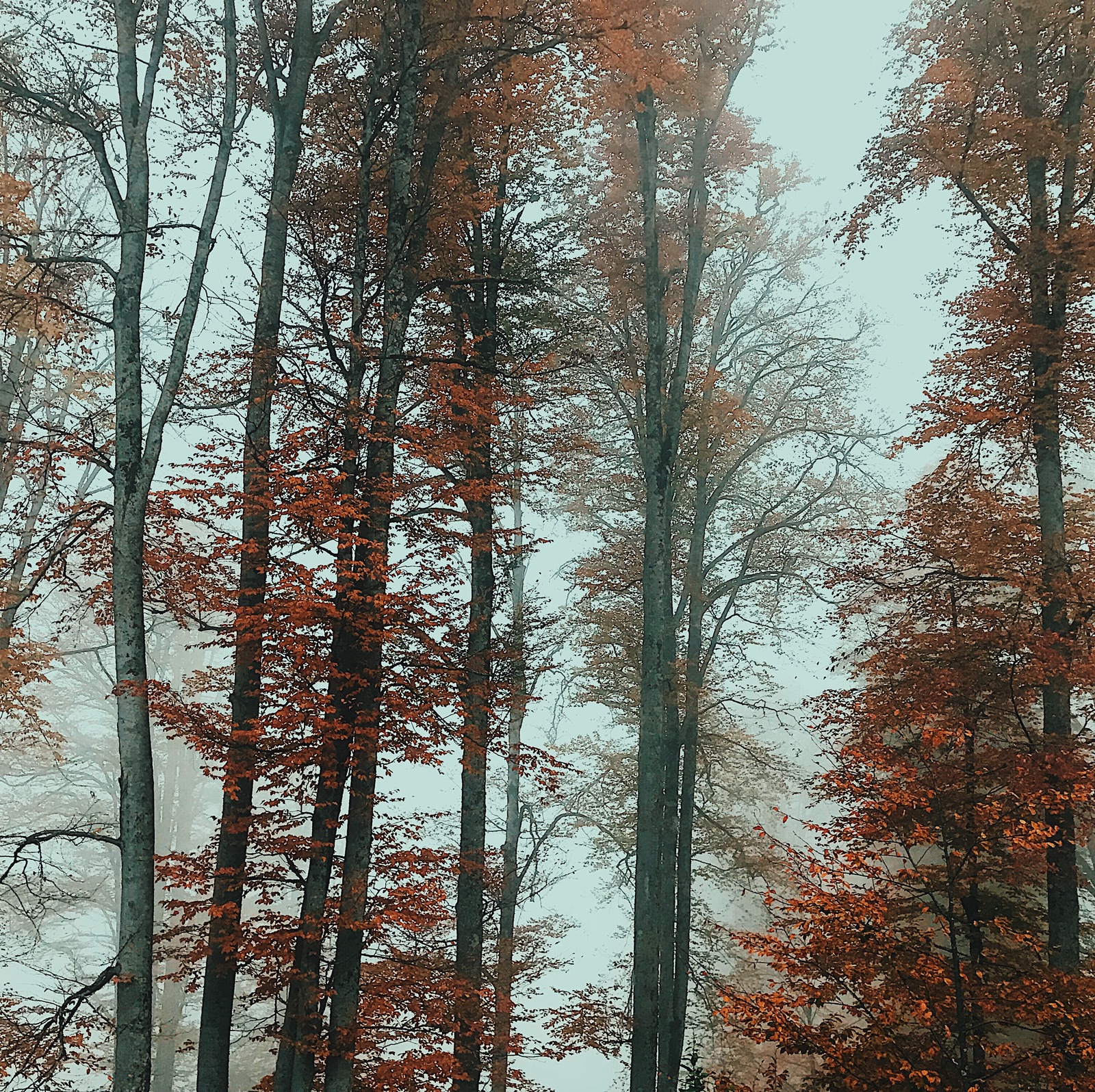 Autumn in Sochi - My, Sochi, Krasnaya Polyana, Autumn, Fog, Longpost