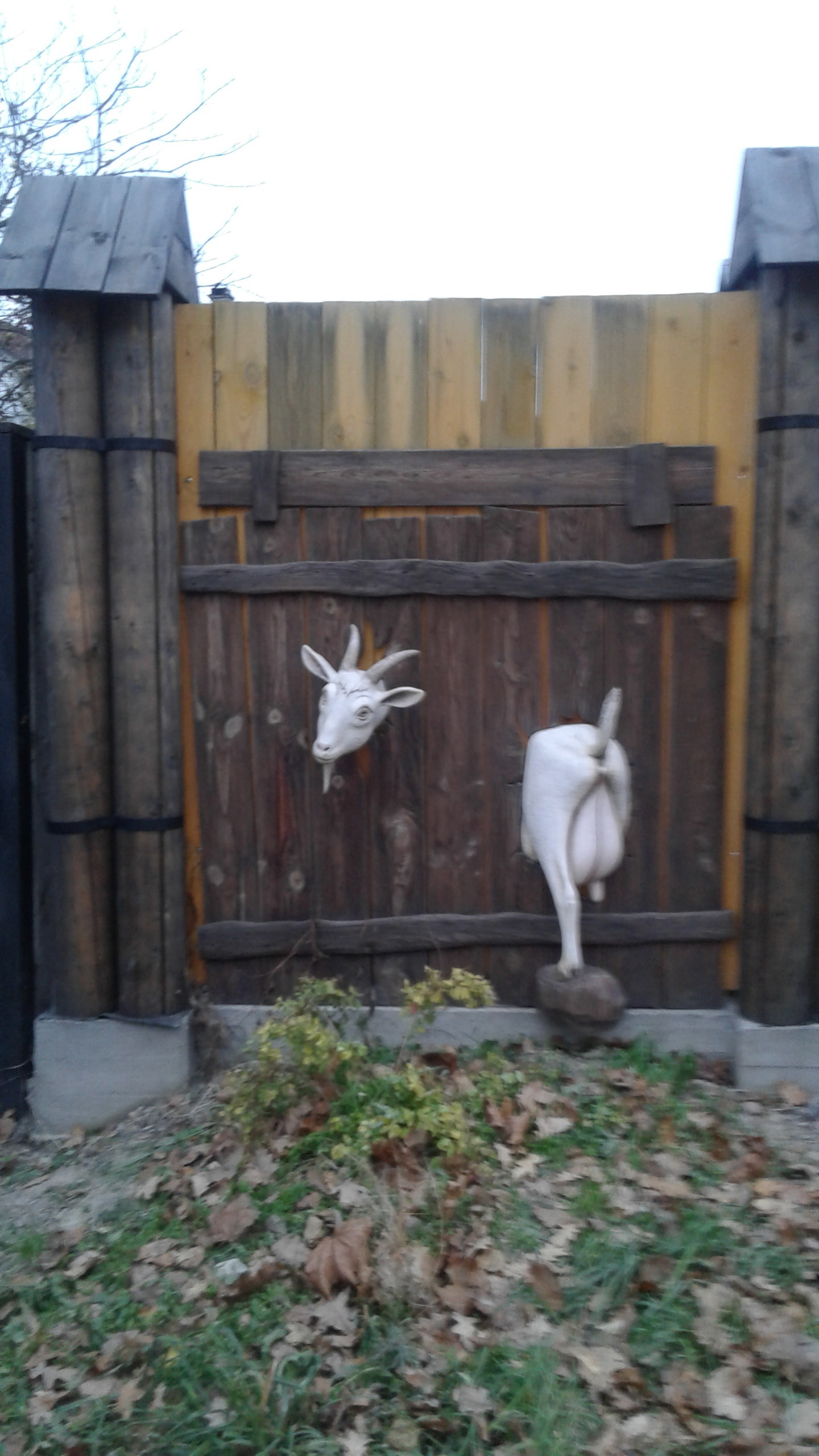 Stuck - My, Goat, Fence, Humor, Longpost