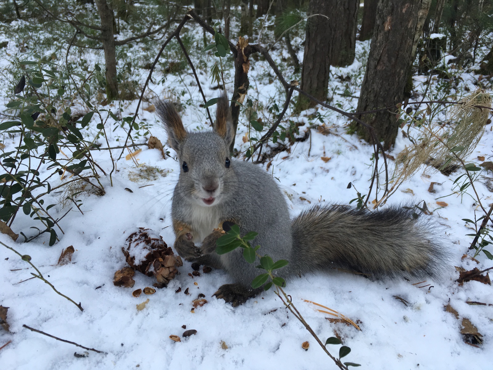 The squirrel has arrived :) - My, Squirrel, Animals, The park