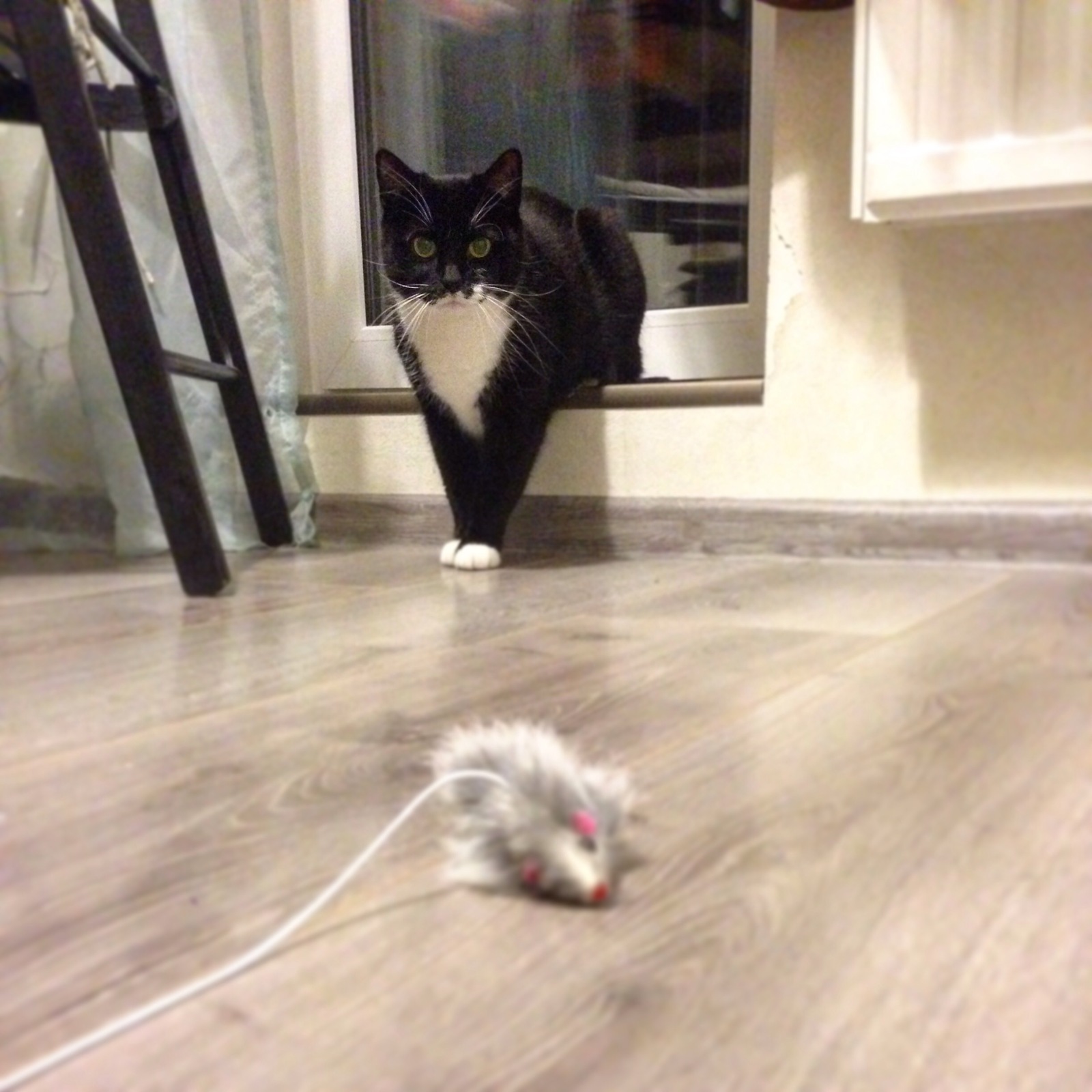 Hunting - My, cat, Mouse