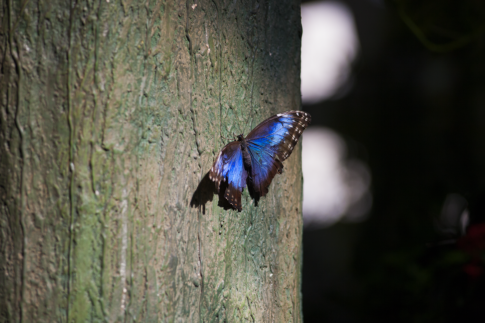 Wing flap... - My, Butterfly, Canon5d, Exhibition, Insects, A selection, Longpost