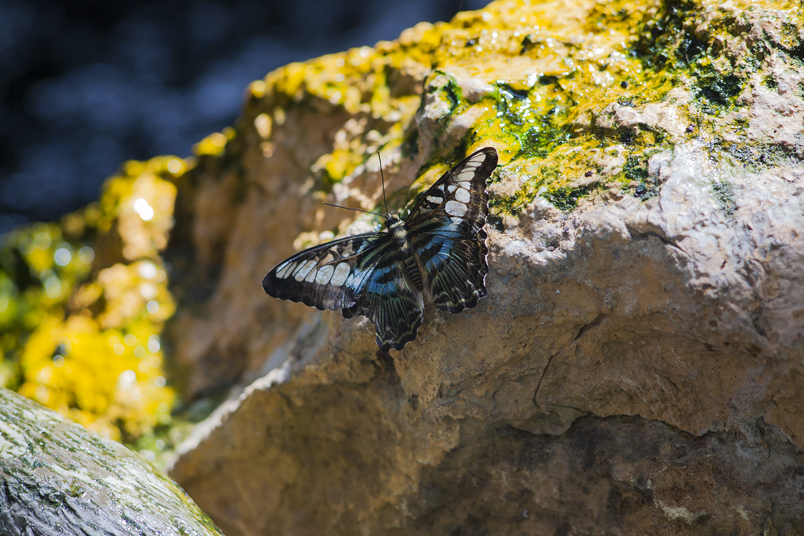 Wing flap... - My, Butterfly, Canon5d, Exhibition, Insects, A selection, Longpost