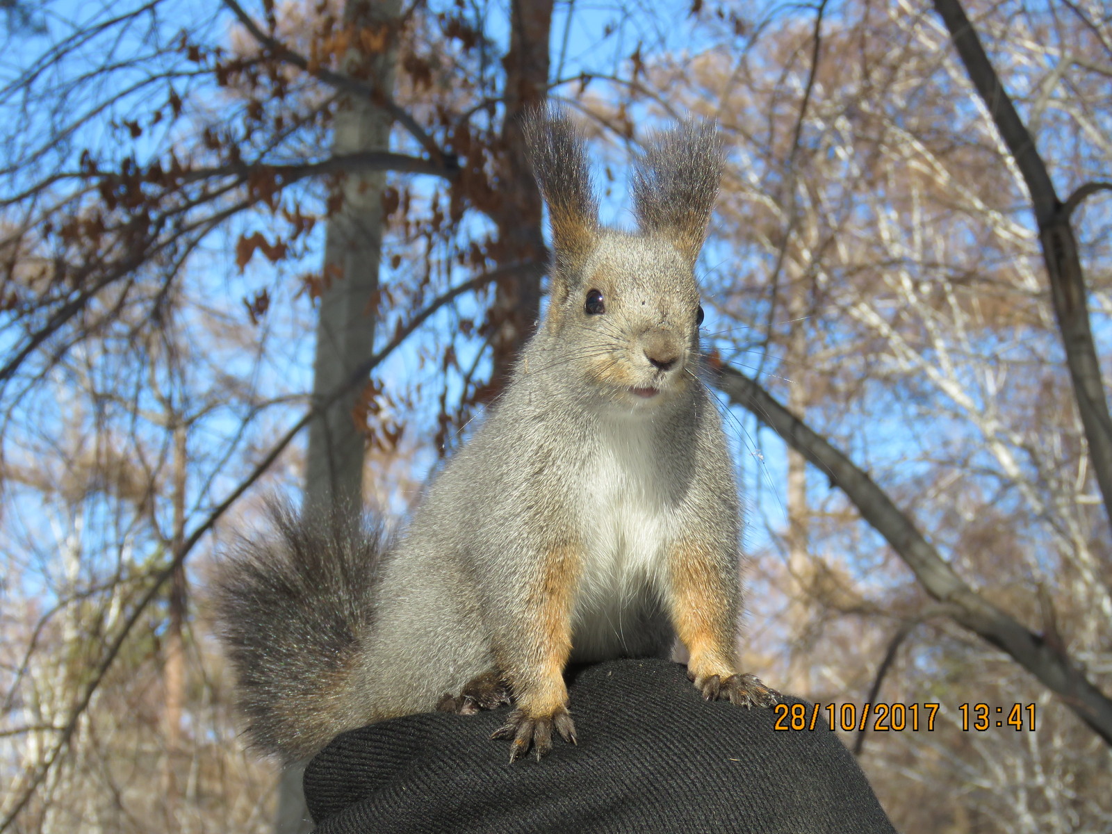 Squirrel is our furry friend) - My, Squirrel, Irkutsk, The park, Longpost