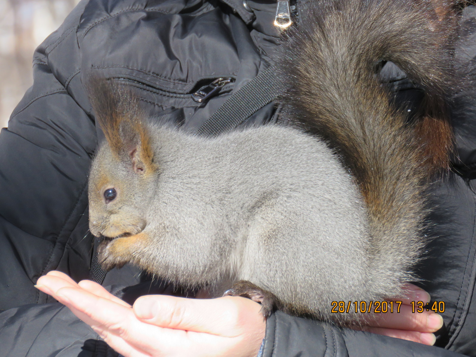 Squirrel is our furry friend) - My, Squirrel, Irkutsk, The park, Longpost