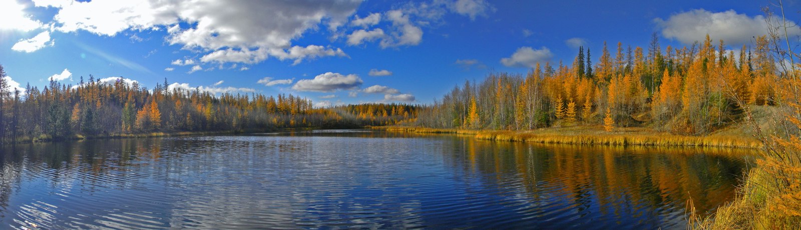 YNAO, Nadymsky district, autumn 2015 - My, Nadym, Nature, Autumn, The nature of Russia, , Longpost