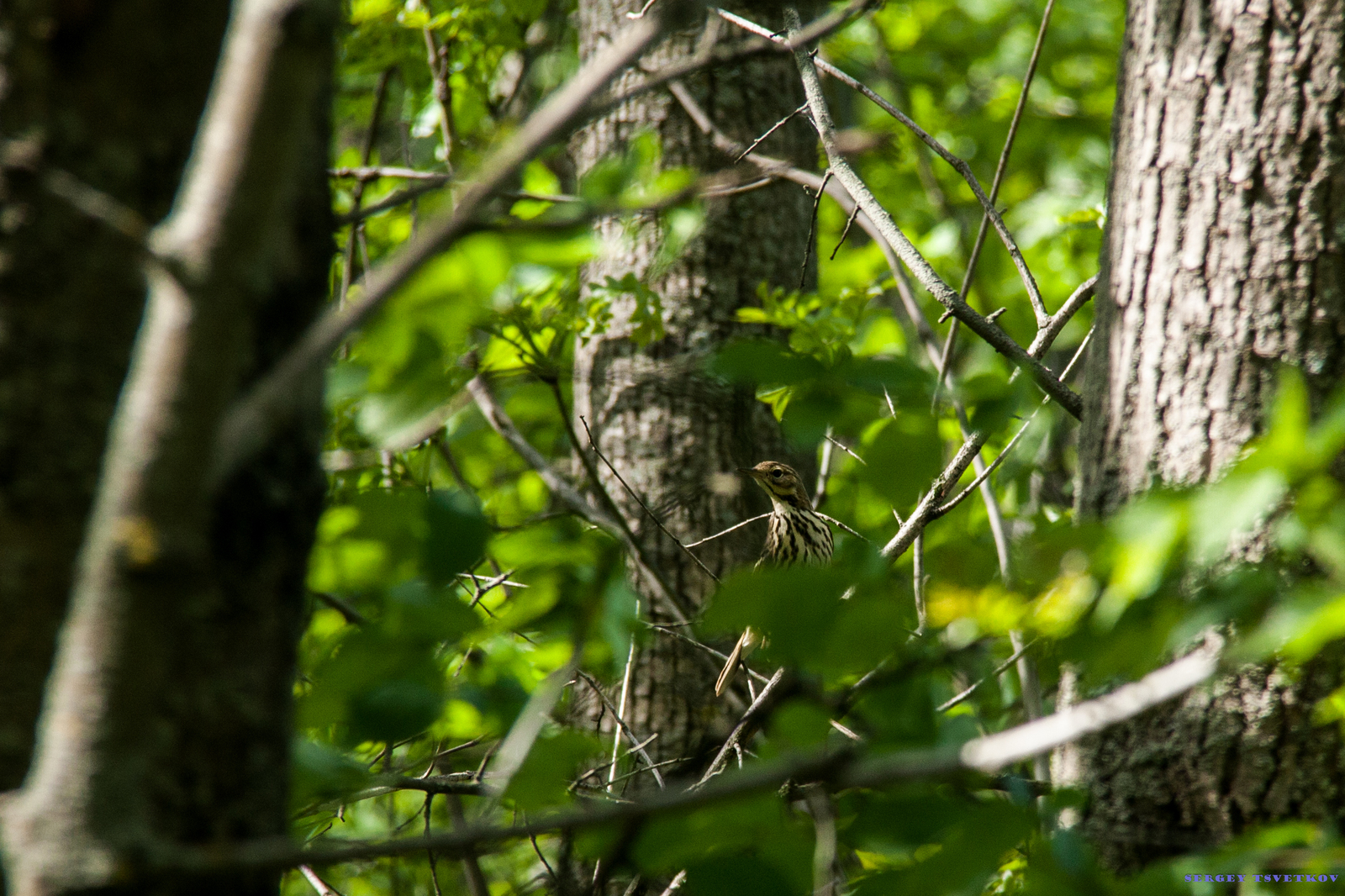 Birds of the Rostov region #1 - My, My, Nature, Birds, Photographer, Ornithology, Longpost