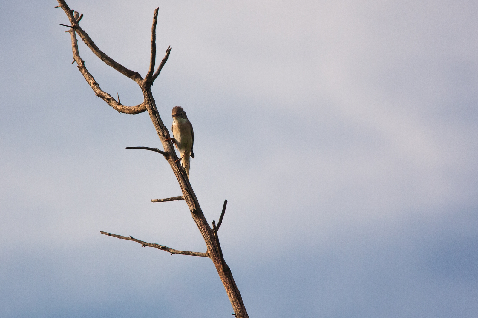 Birds of the Rostov region #1 - My, My, Nature, Birds, Photographer, Ornithology, Longpost