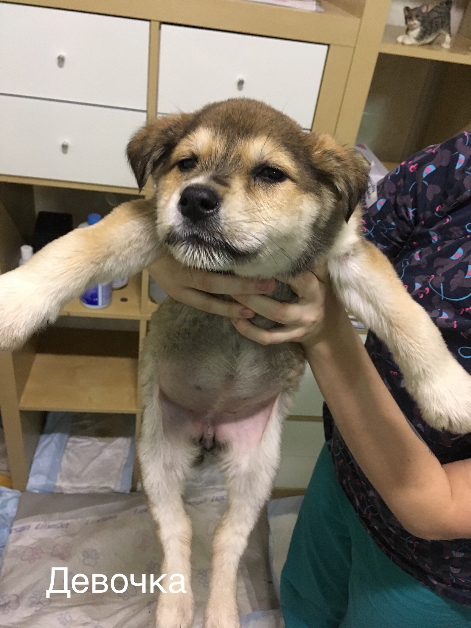 Help find a home! - Puppies, In good hands, Moscow, House, Foundling, Vet, Help, Dog, Longpost
