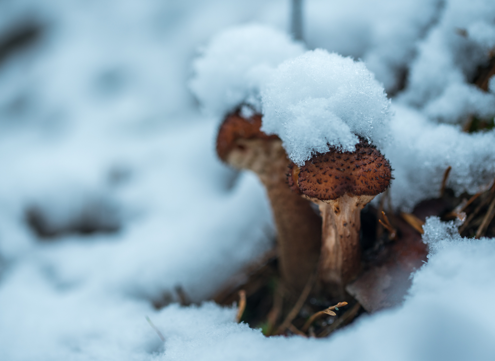 Mushroom photography #49 - My, Macro, Silent hunt, Photo hunting, Mushrooms, Honey mushrooms, Canon 100 mm, Longpost, Macro photography