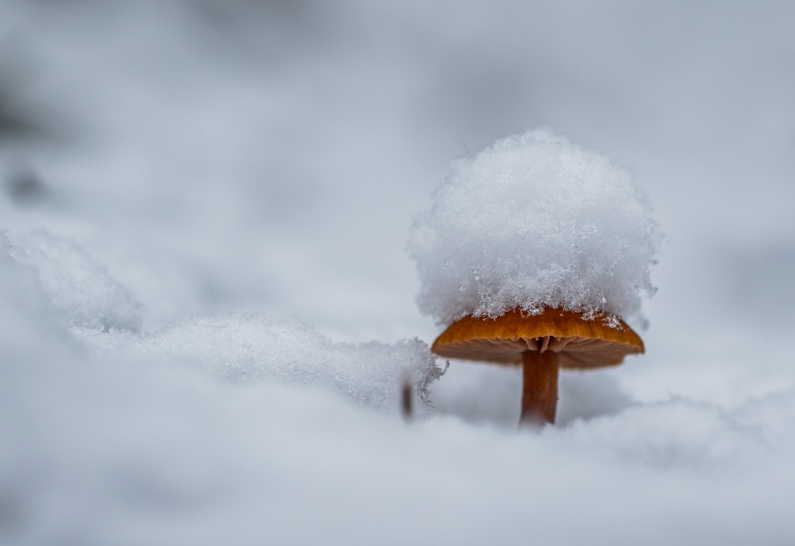 Mushroom photography #49 - My, Macro, Silent hunt, Photo hunting, Mushrooms, Honey mushrooms, Canon 100 mm, Longpost, Macro photography