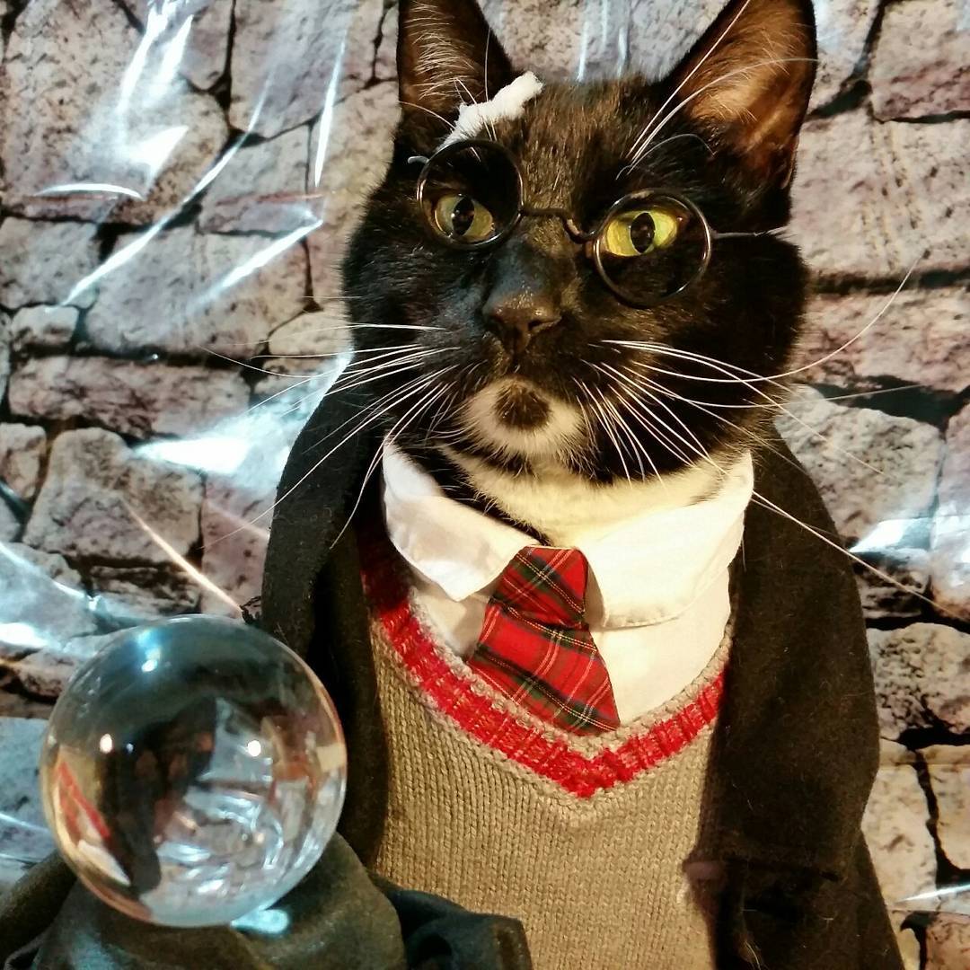 KotoCosplay #4 - Bioshock Infinite, The punisher, Cosplay, cat, Harry Potter, Very strange things, Doctor Who, GIF, Longpost, TV series Stranger Things