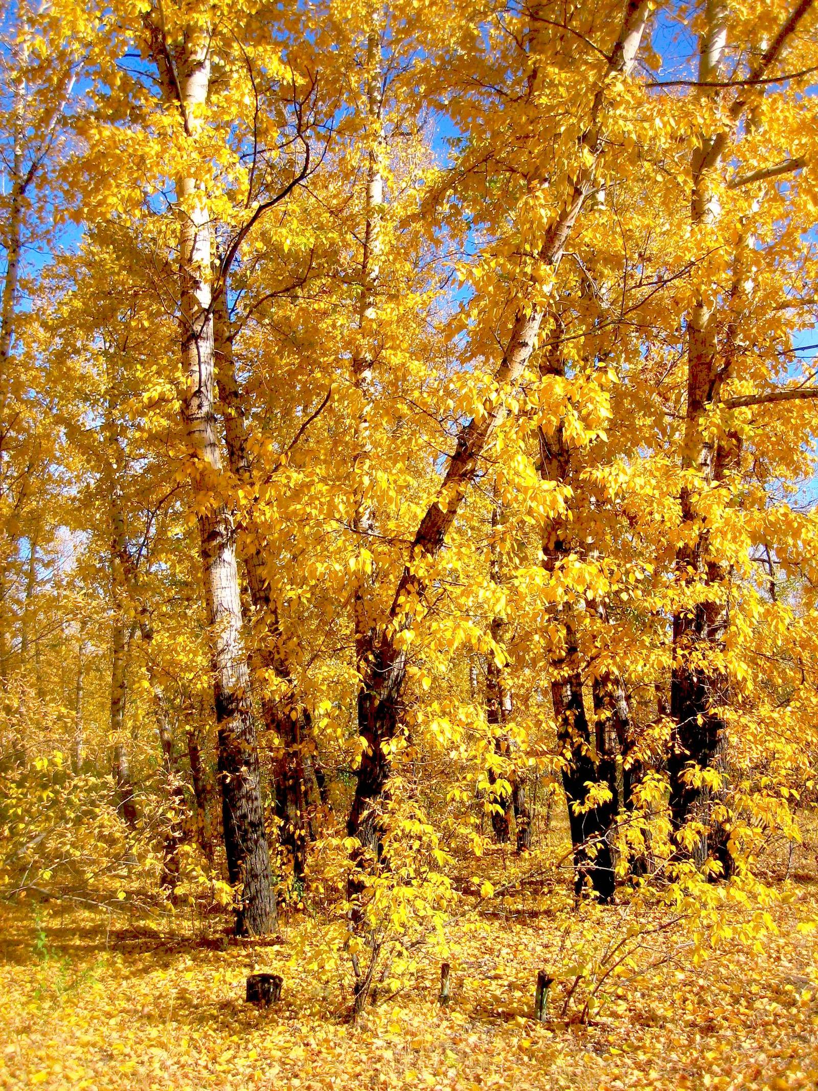 Gold... - Autumn, Leaf fall, Autumn mood, Forest, beauty, Nature