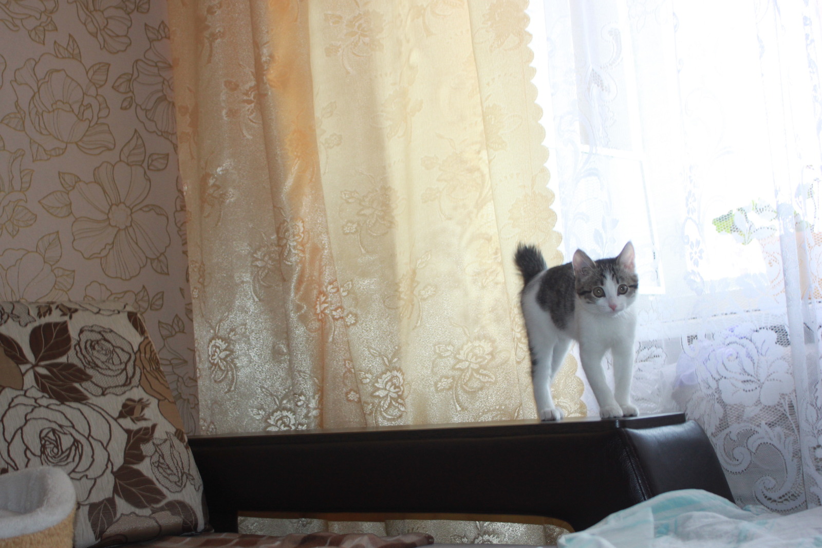 little hunter). - My, , cat, Huntress, Milota, Longpost