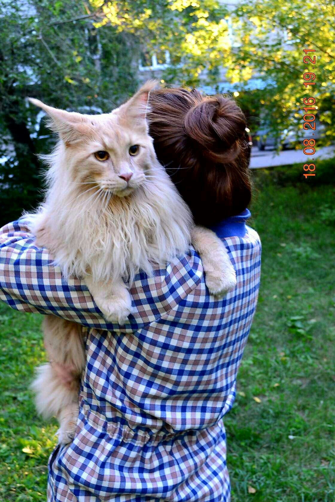 Baby - cat, Maine Coon, Longpost