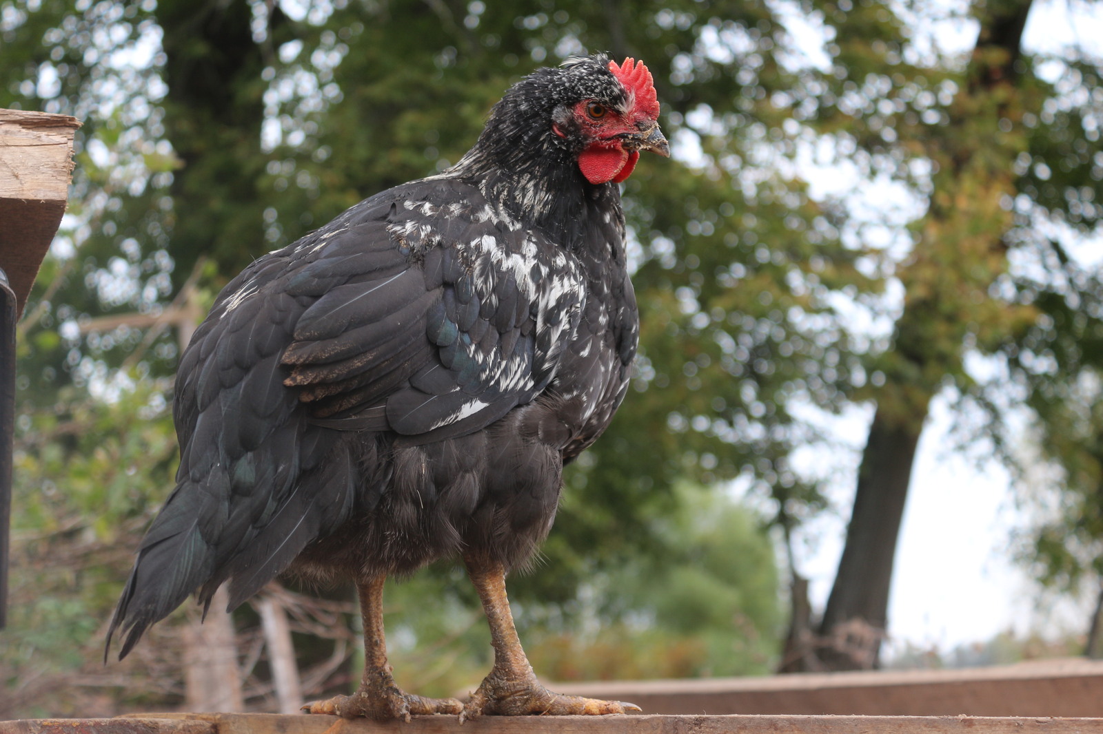 Our cockerel Ryaba :) - My, Rooster, Ryaba, Village, Nature, Hen