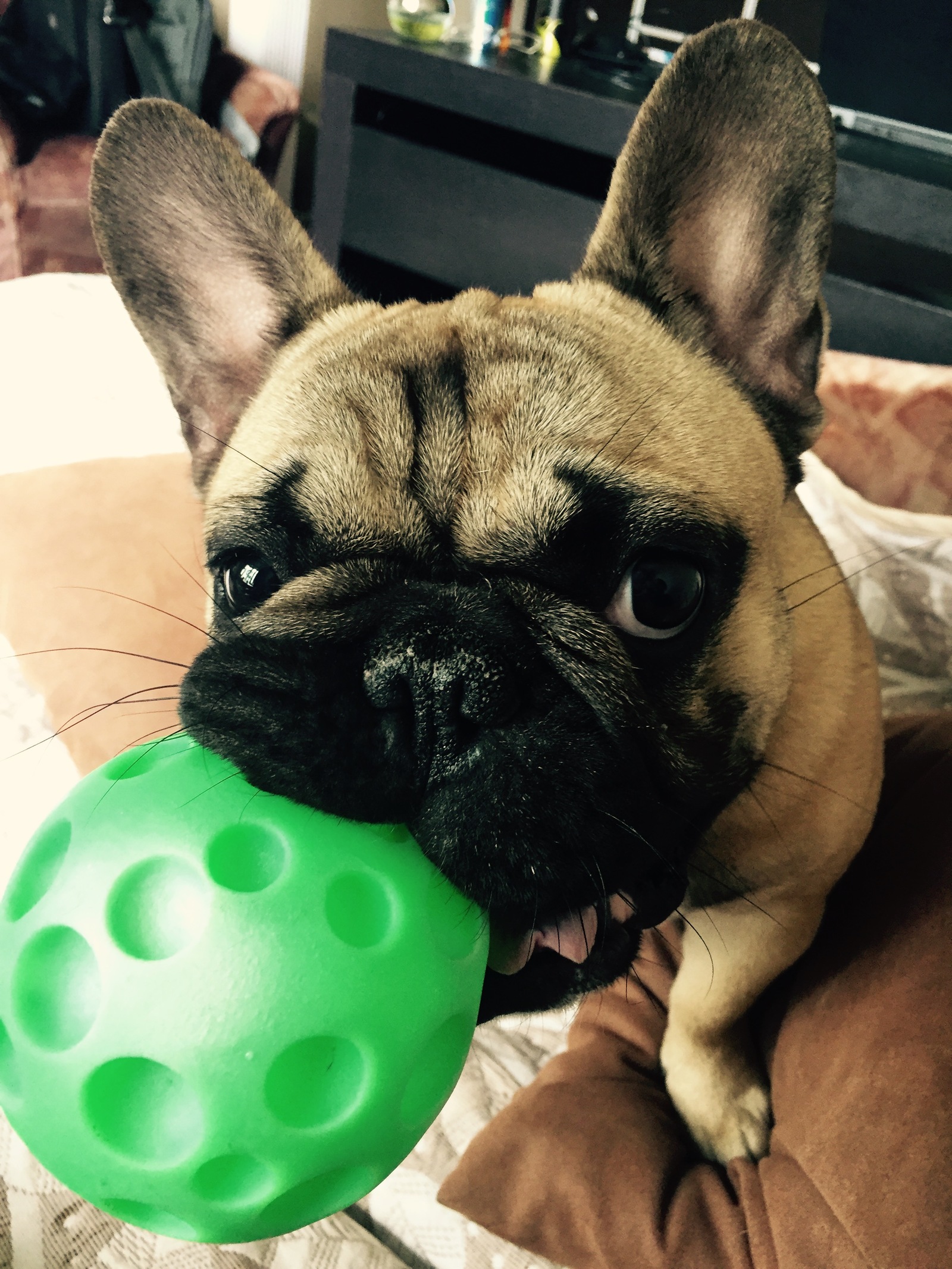 No, I'm not implying... I DEMAND! - My, Dog, French Bulldog, Ball, Humor