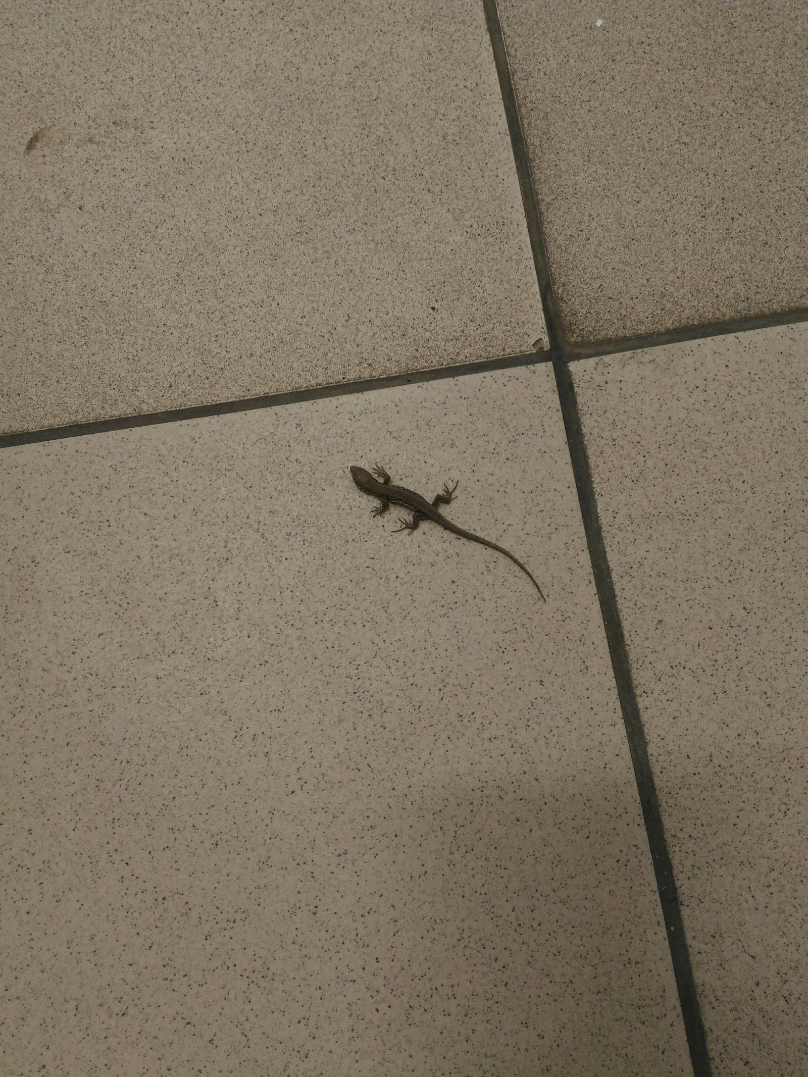 Went to the toilet at work - My, Lizard, Work, Toilet