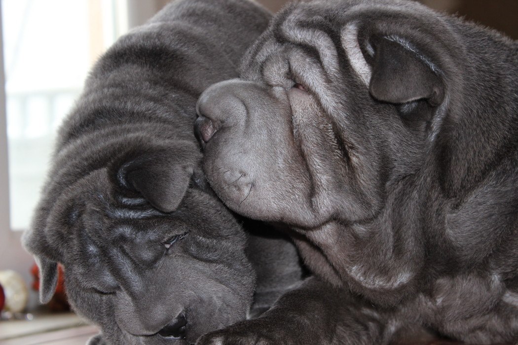 Two sharpulki - My, Shar Pei, Republic of Belarus, Dog, Animals