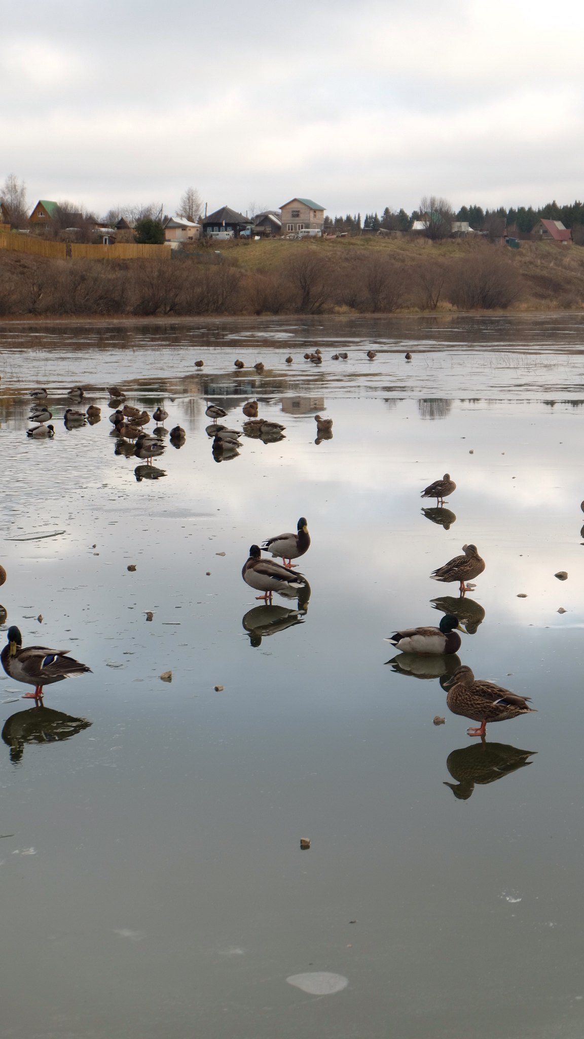 Ducks are not in a hurry to fly away - My, Duck, , , , Longpost