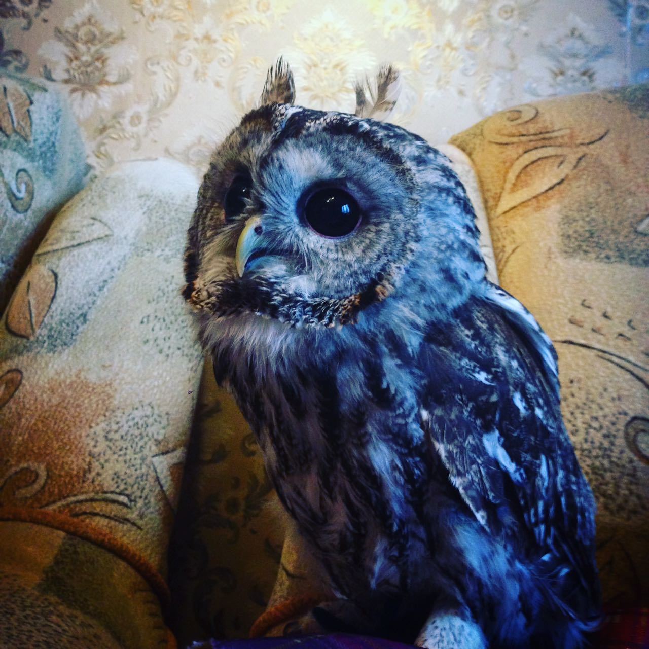 I'm not an owl, I'm a hare) - My, Owl, Butch, , My