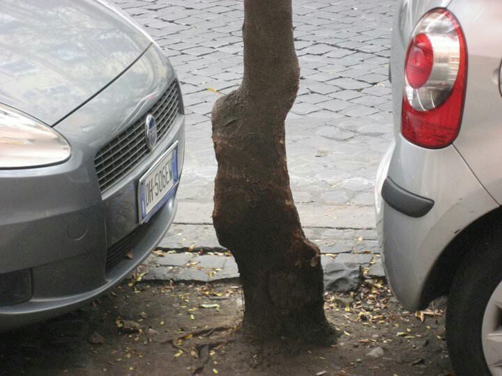 Tree deformed from years of poor parking - Tree, Parking, Bend