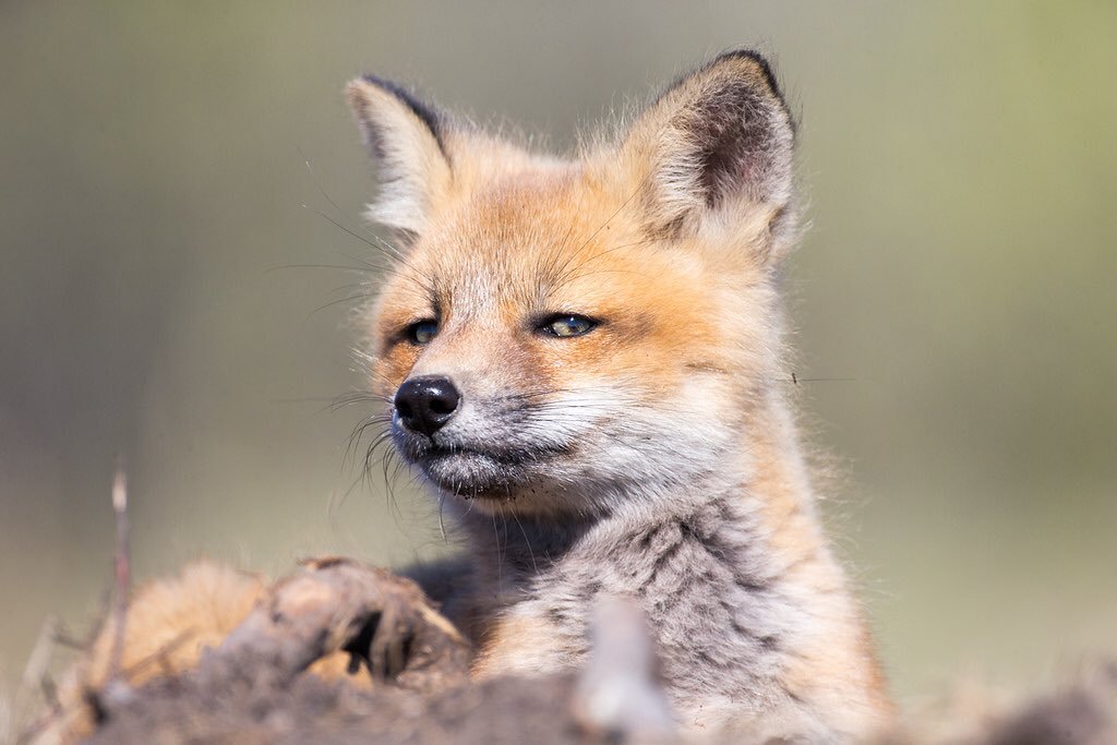 Suspicious. - The photo, Animals, Fox, Sight, Fyr