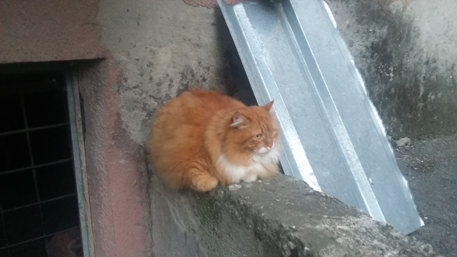 Neighbor - My, cat, Redheads, Catomafia