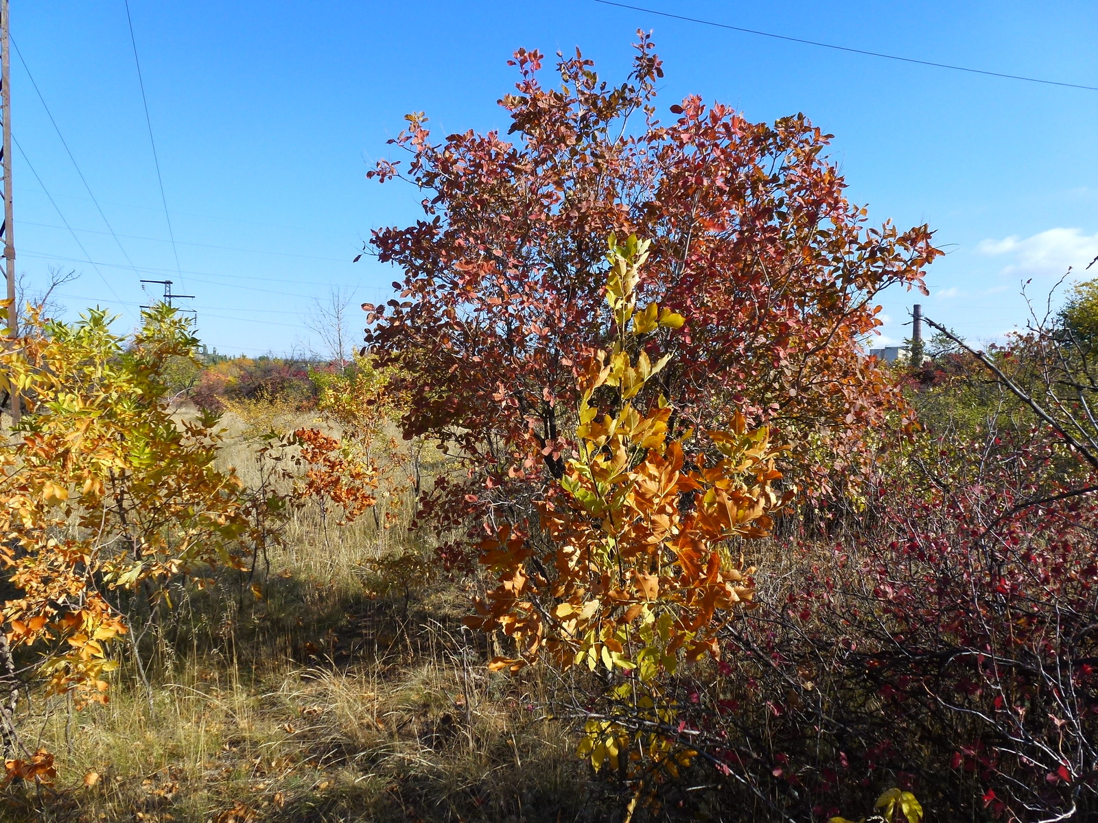 Autumn! - My, Autumn, , , Autumn mood, Video, Longpost